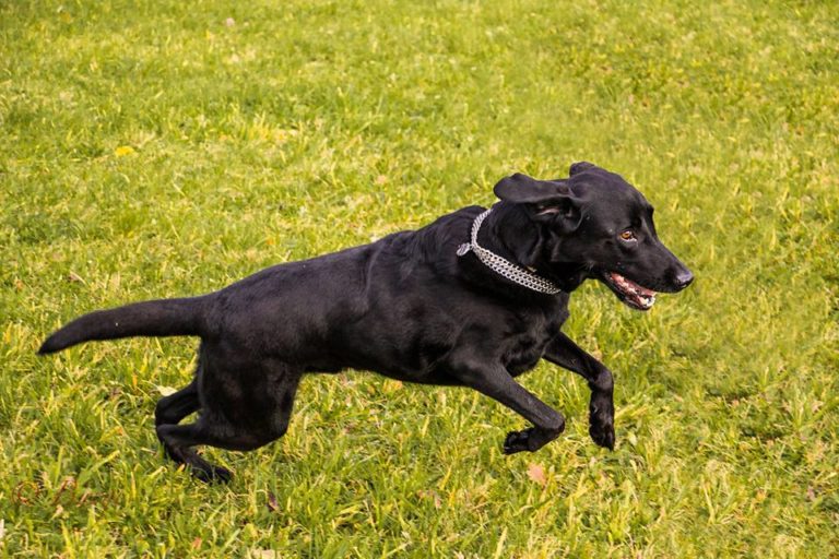 Hund operiert mit PAUL Methode