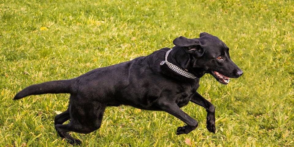 Hund operiert mit PAUL Methode