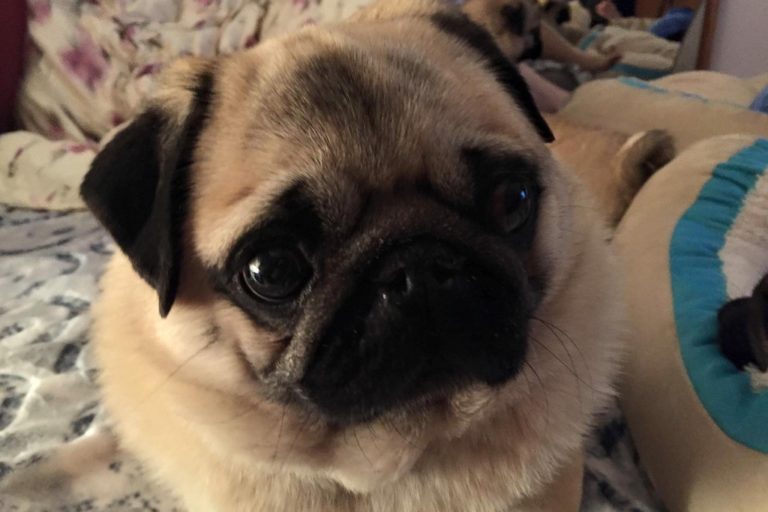 Mops