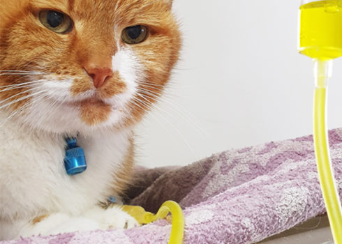 Chemotherapie Behandlung bei einer Katze mit Tumor