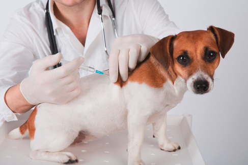 Injektionsgabe bei Hund