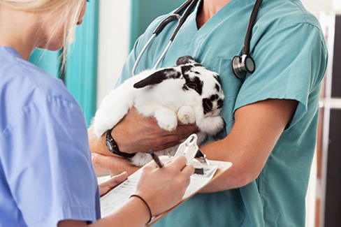 Kaninchen in den Händen eines Tierarztes