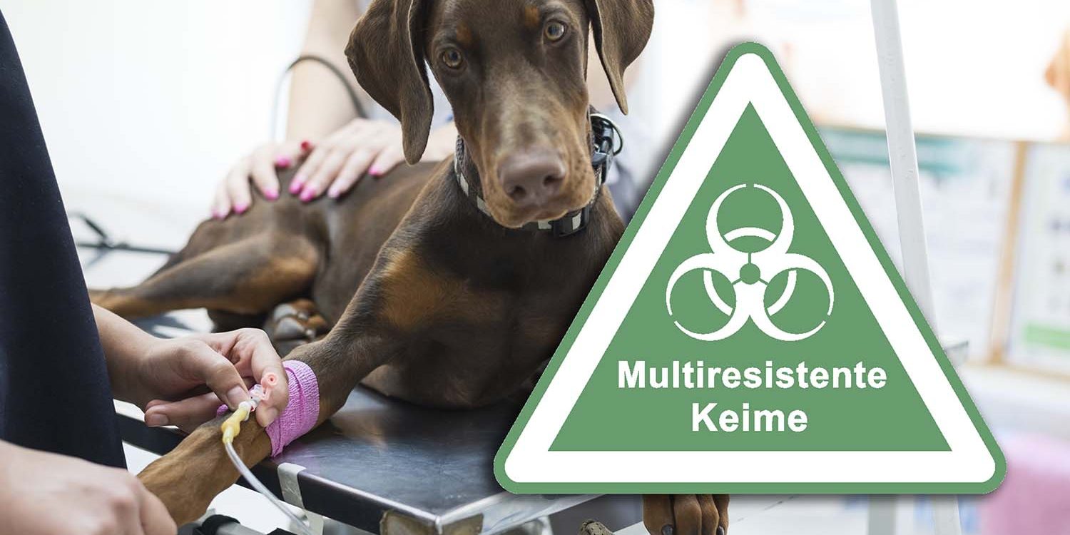 Tierklinik Wels multiresistente Keime