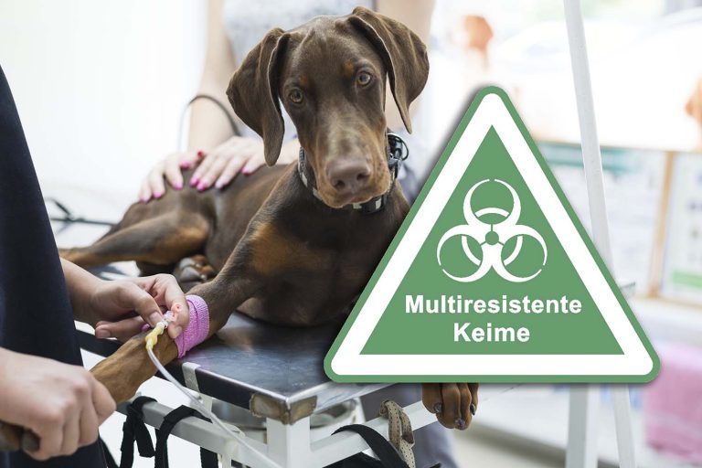 Tierklinik Wels multiresistente Keime