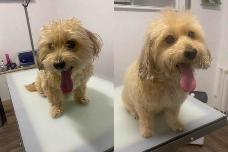 Vorher Nachher Hundesalon Fellwerk Tierklinik Wels