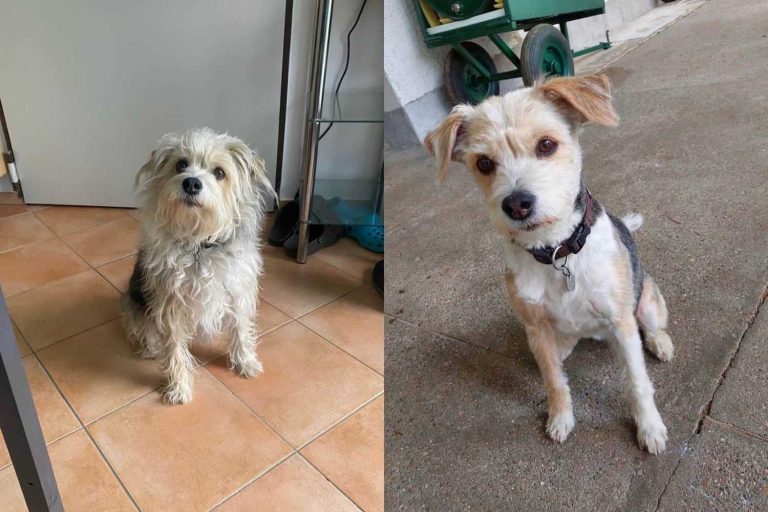 Vorher Nachher Hundesalon Fellwerk Tierklinik Wels