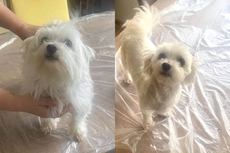 Vorher Nachher Hundesalon Fellwerk Tierklinik Wels