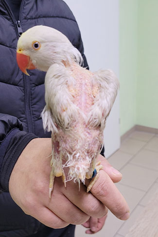 Fallbericht hochansteckender Virus Vögel