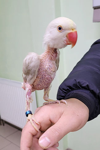 Fallbericht hochansteckender Virus Vögel