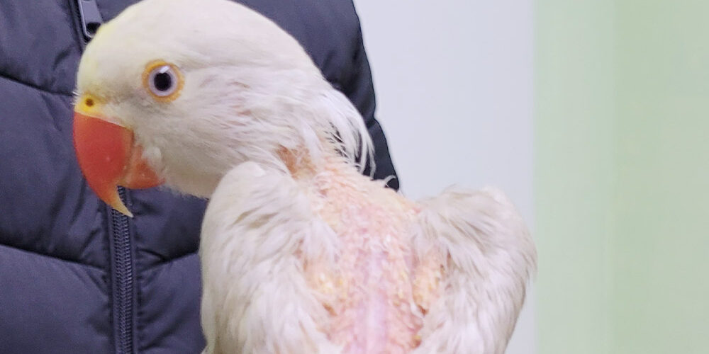 Fallbericht hochansteckender Virus Vögel