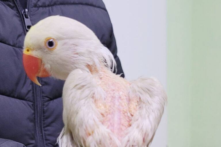 Fallbericht hochansteckender Virus Vögel