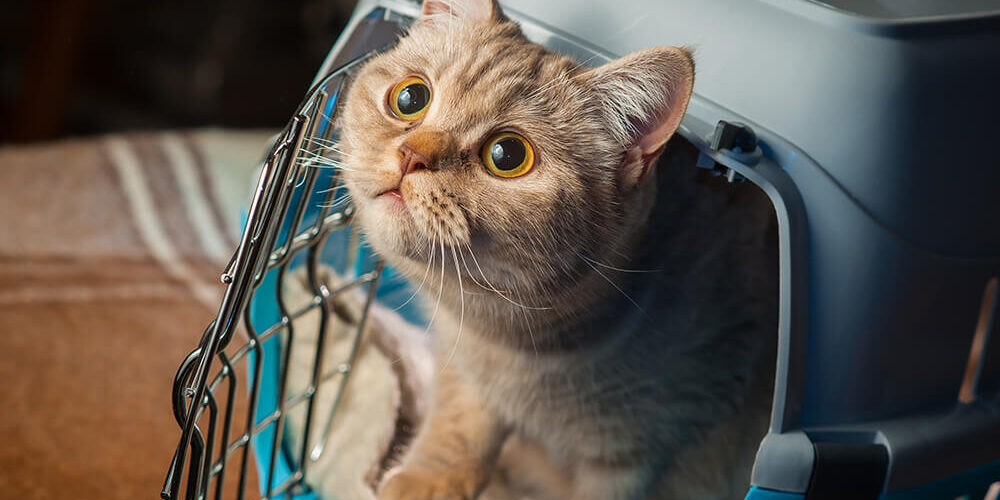 Happy Visit - Katze im Transportkorb