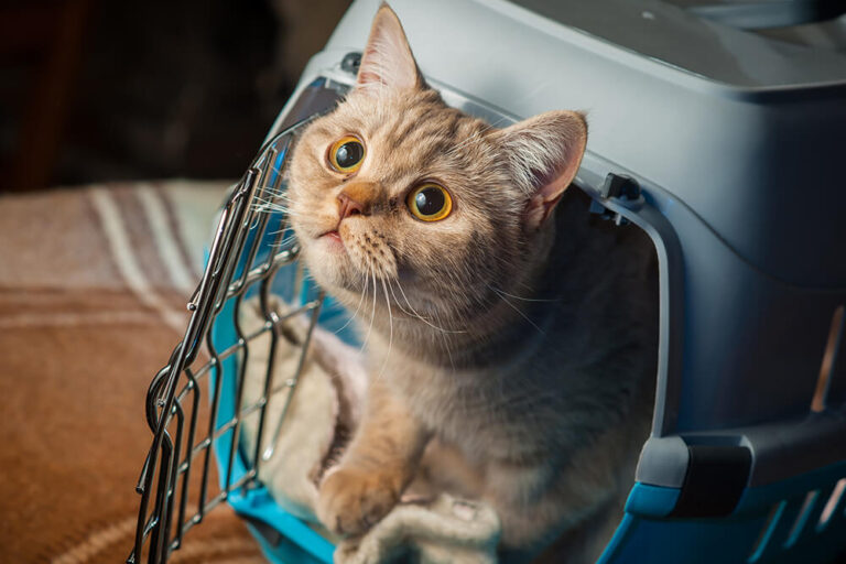 Happy Visit - Katze im Transportkorb