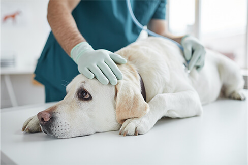 Hund bei Behandlung